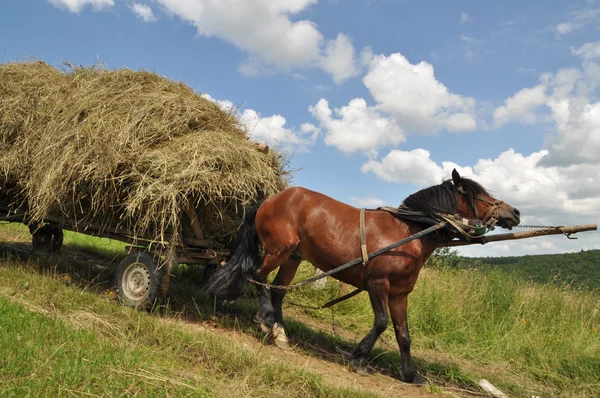 Cavalo com um feno carregado de carrinho . — Fotografia de Stock