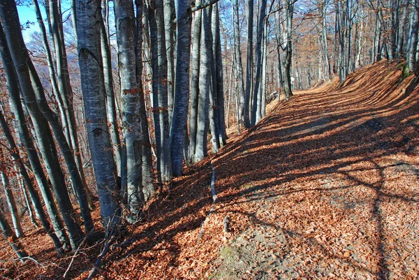 Road to autumn wood — Stock Photo, Image