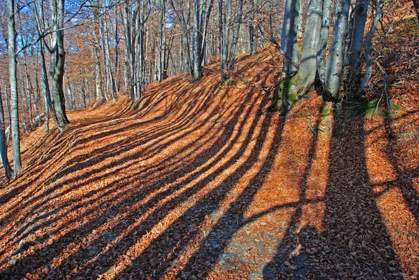 Vägen till hösten trä — Stockfoto