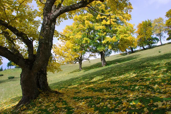 Autumn hillside. — Stock Photo, Image