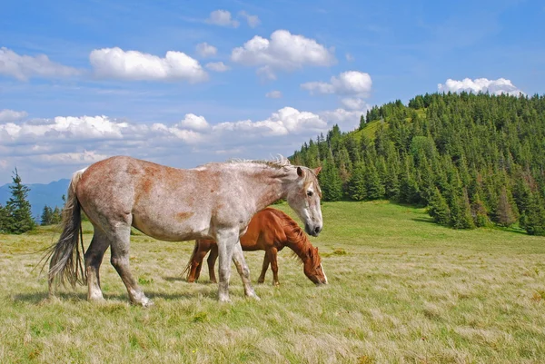 Hästar på en sluttning. — Stockfoto