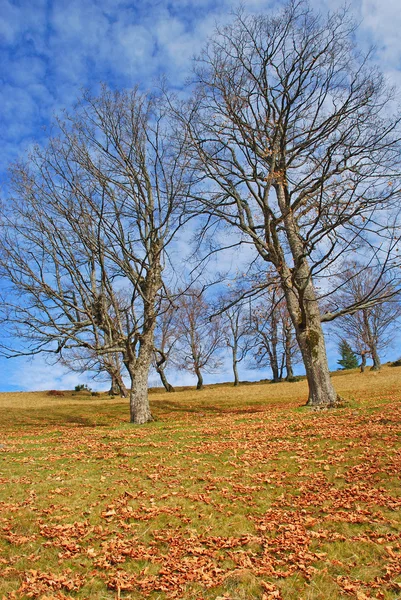 Velhas faias em uma encosta de outono de montanha . — Fotografia de Stock