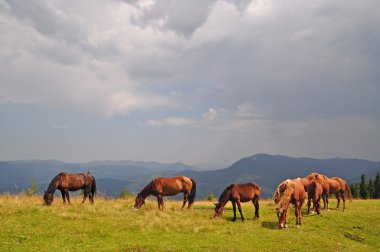 Horses on a hillside against a distant rain