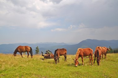 Horses on a hillside against a distant rain