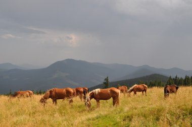 Horses on a hillside against a distant rain