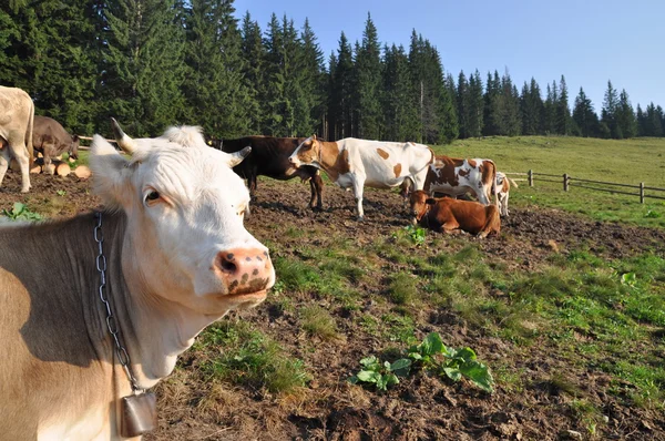 Krávy v útulku — Stock fotografie