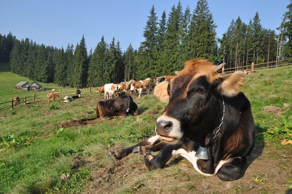 Корови в притулку — стокове фото