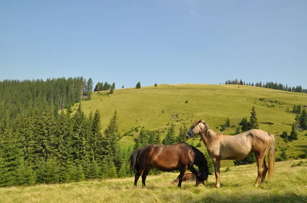 Paarden op een heuvel — Stockfoto