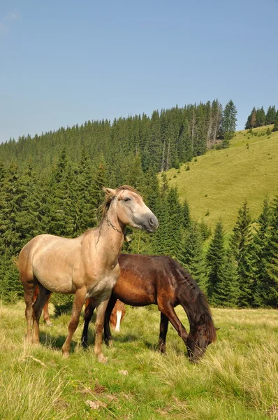 Horses on a hillside — Stock Photo, Image