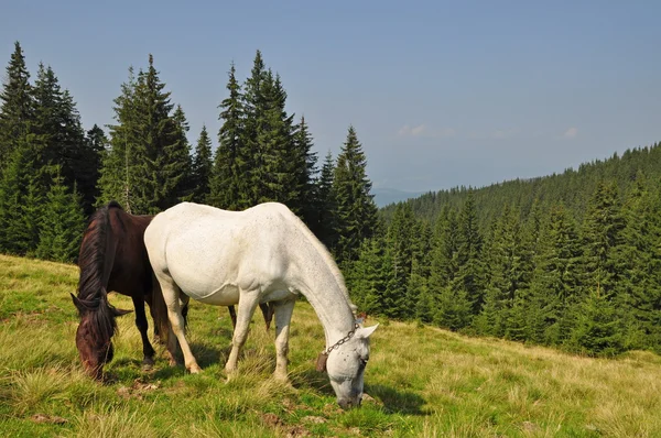 丘の中腹に馬 — ストック写真