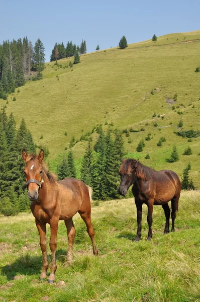 丘の中腹に馬 — ストック写真