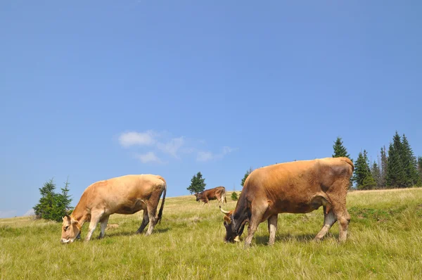 Kor på en sluttning. — Stockfoto