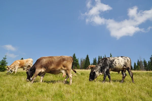 Коровы и молодой бык на склоне холма — стоковое фото