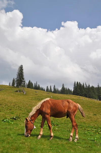 在一个山坡上的马. — 图库照片