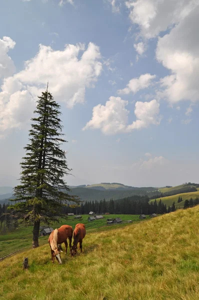 Лошади на склоне горы — стоковое фото