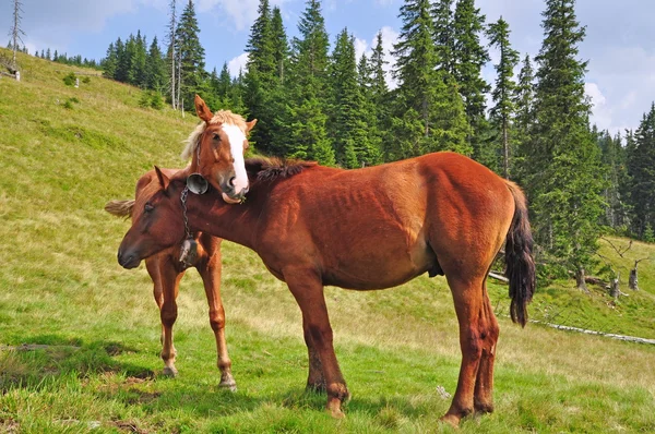 Pferde auf einem Hügel. — Stockfoto