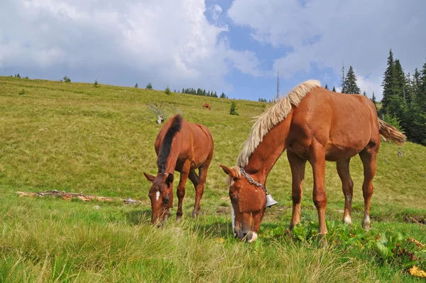 Paarden op een heuvel. — Stockfoto