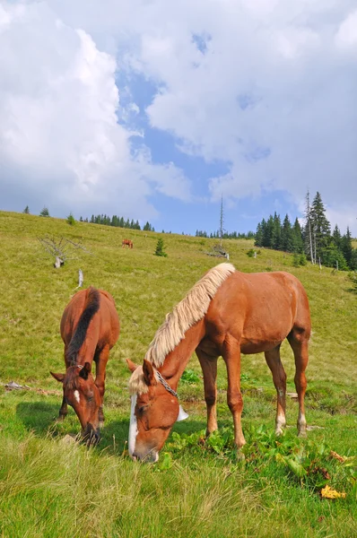 Лошади на склоне горы . — стоковое фото
