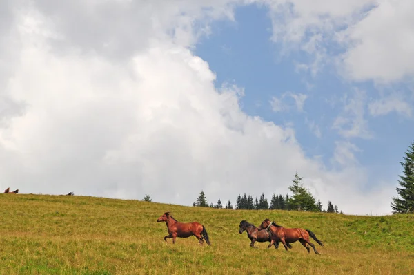 Konie na wzgórzu. — Zdjęcie stockowe