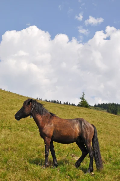 Cavallo su una collina . — Foto Stock