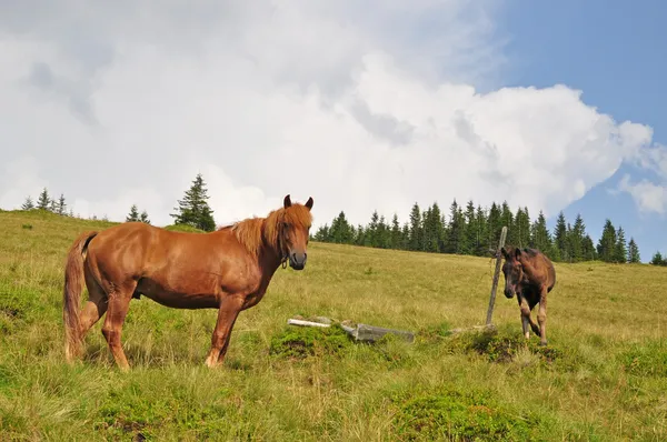 Paarden op een heuvel. — Stockfoto