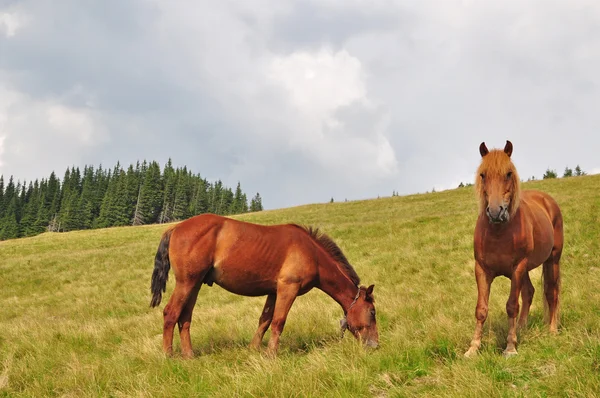 Hästar på en sluttning. — Stockfoto