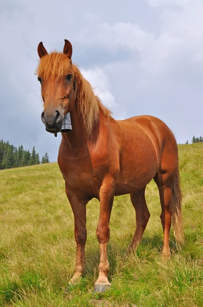 Paard op een heuvel. — Stockfoto