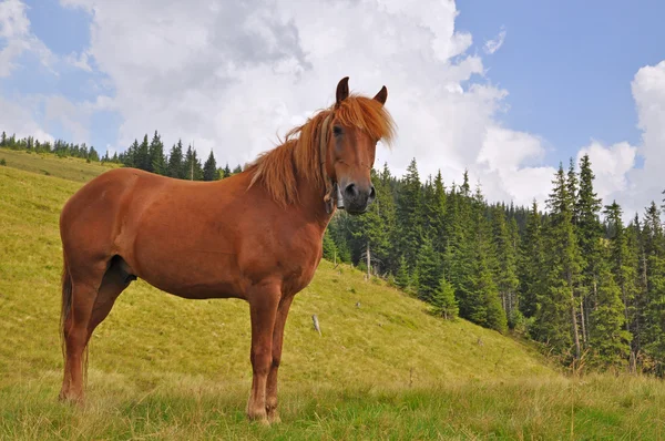 Horse on a hillside. — Stock Photo, Image