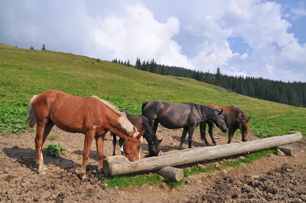 Horses at a feeding trough with salt — Stock Photo, Image