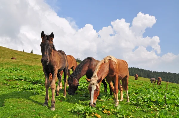 Лошади на склоне горы . — стоковое фото