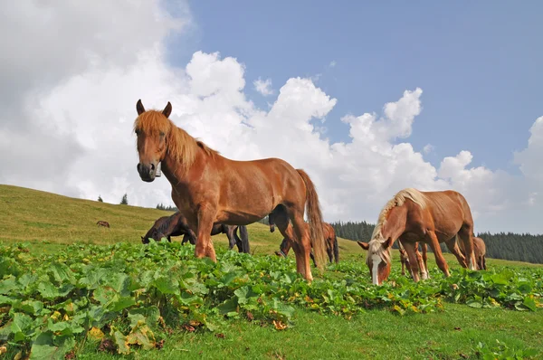 Horses on a hillside. — Stock Photo, Image