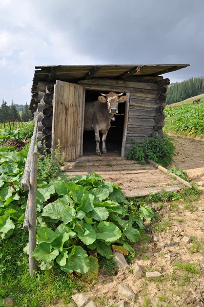 Vaca na porta velho galpão . — Fotografia de Stock