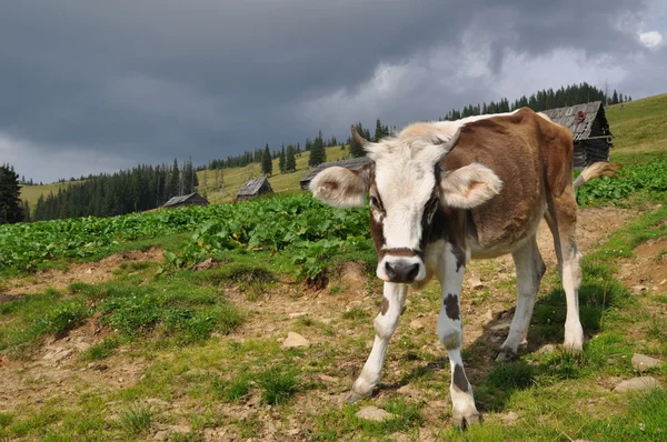 Vache sur une colline — Photo