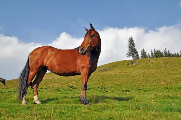 Лошадь на склоне горы — стоковое фото