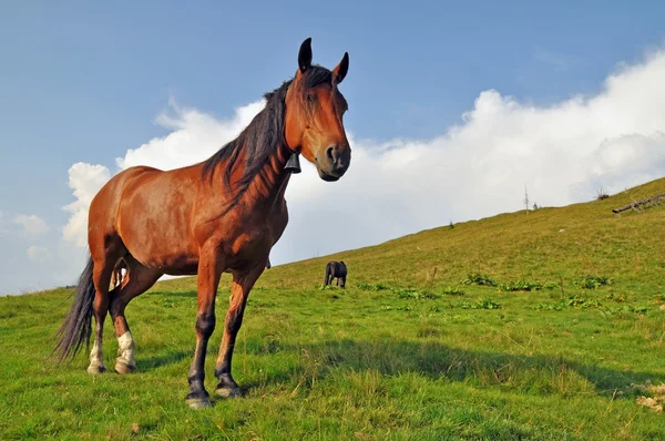 Cavallo su una collina — Foto Stock