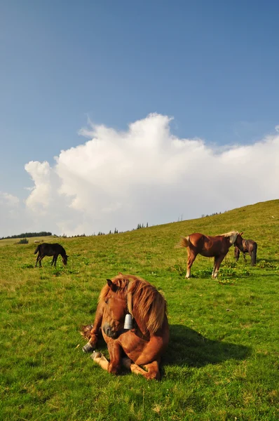 Лошадь на отдыхе . — стоковое фото