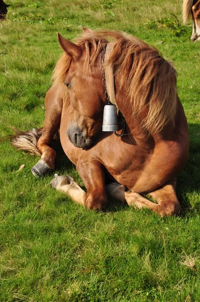 Лошадь на отдыхе . — стоковое фото