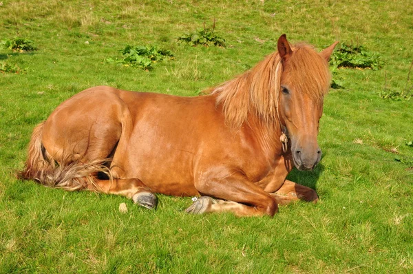 Koně na odpočinek. — Stock fotografie