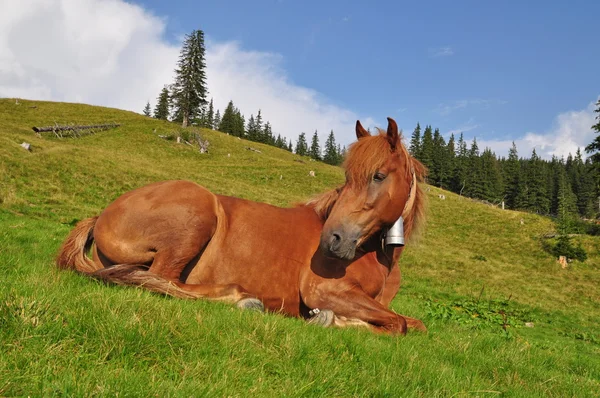 Paard op rest. — Stockfoto