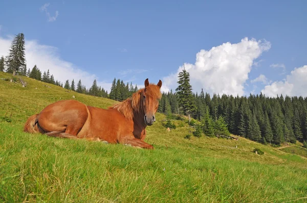 Koń na odpoczynek. — Zdjęcie stockowe
