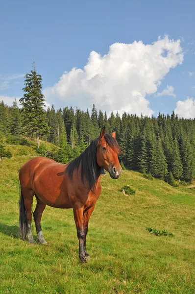 Häst på en sluttning. — Stockfoto