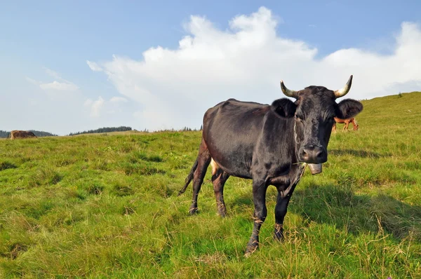 stock image Cow on a hillside