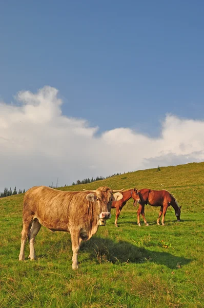 Корови і коні на схилі пагорба — стокове фото