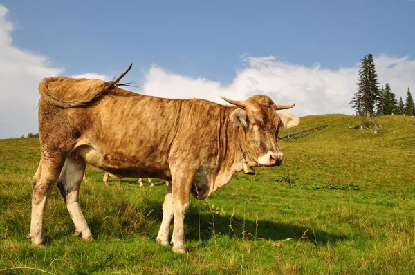 Cow on a hillside — Stock Photo, Image