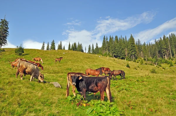 Коровы и лошади на склоне холма . — стоковое фото