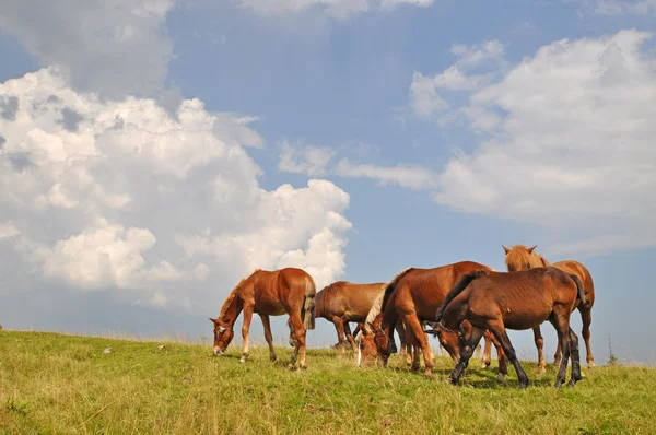 Pferde auf einem Hügel. — Stockfoto