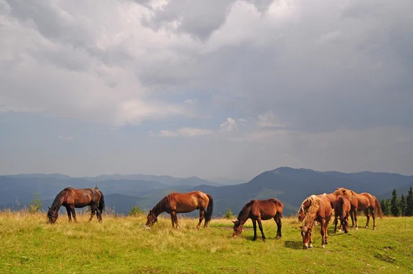 Hästar på en sluttning mot en avlägsen regn — Stockfoto