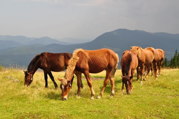 Horses on a hillside against a distant rain — Stockfoto