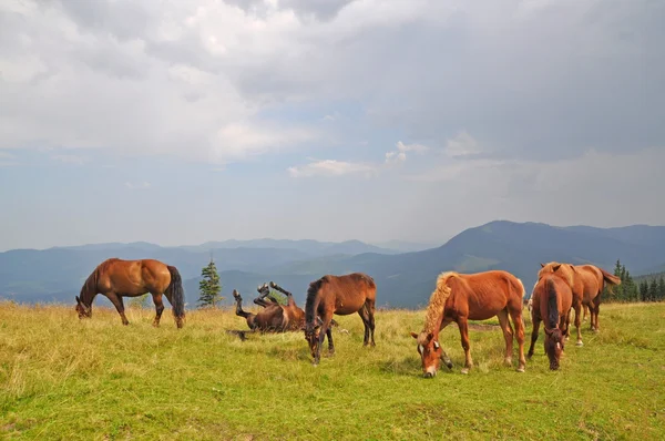 Horses on a hillside against a distant rain — Stockfoto