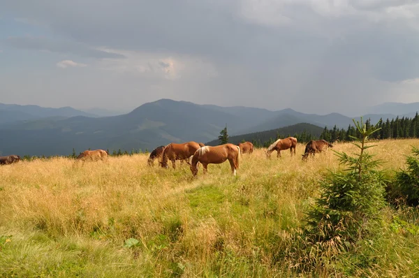 Лошади на склоне холма против далекого дождя — стоковое фото